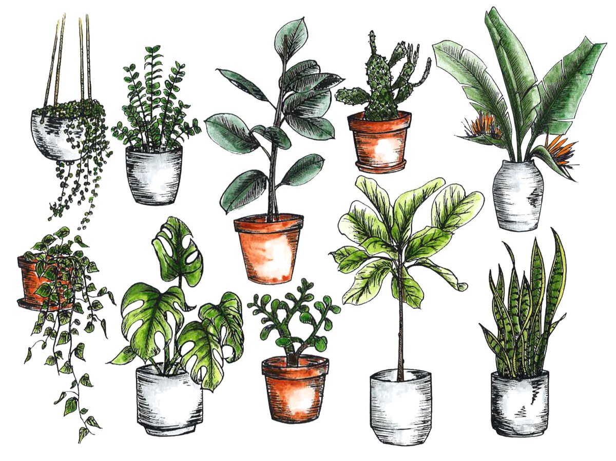 Домашнее растение иллюстрация