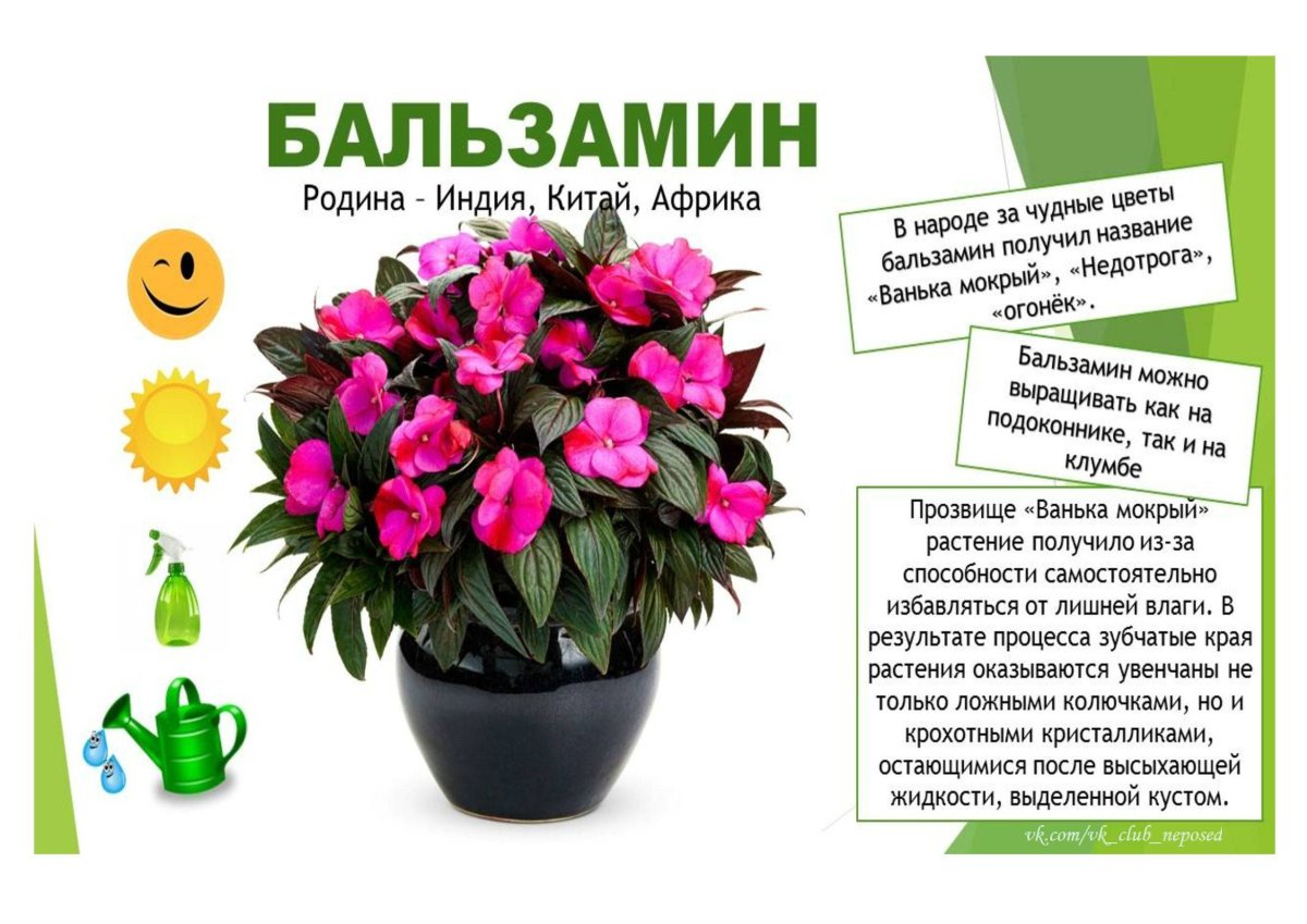 Комнатные цветы вектор