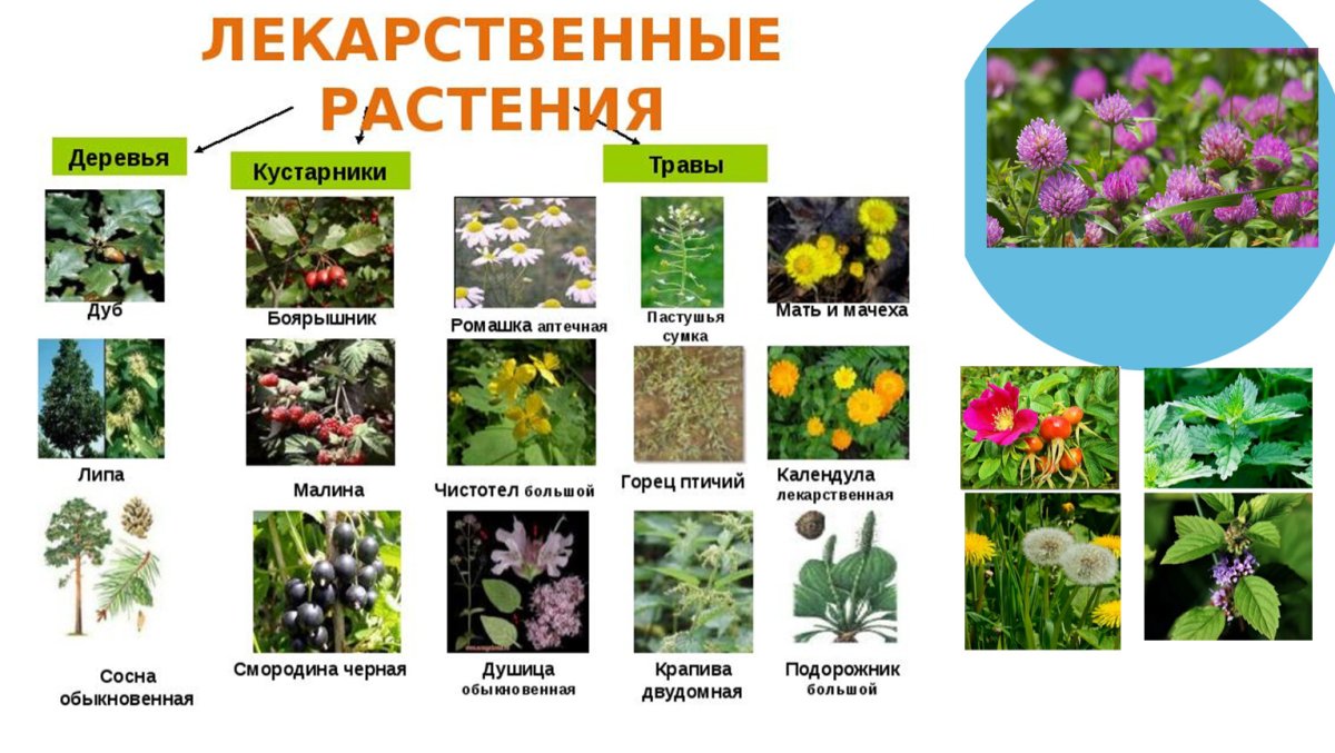 картинки лечебных растений