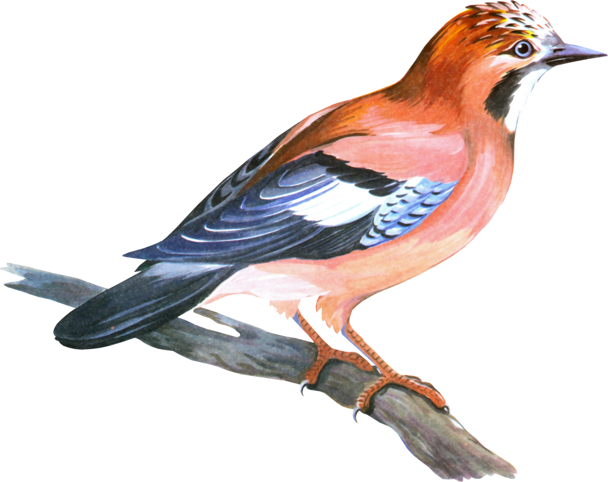 Зяблик на белом фоне