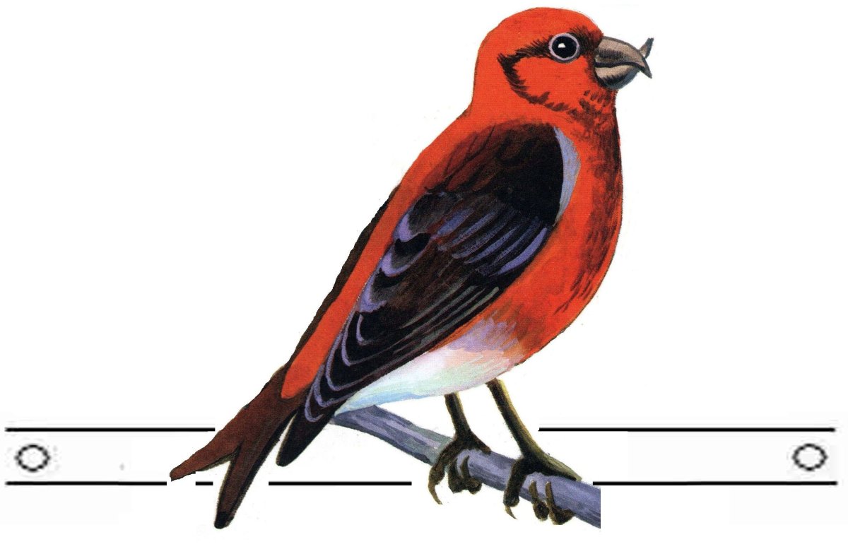 Клест птица маска