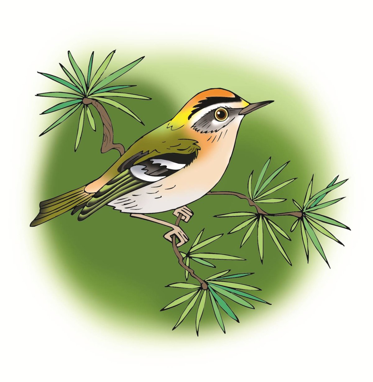 Королёк птичка