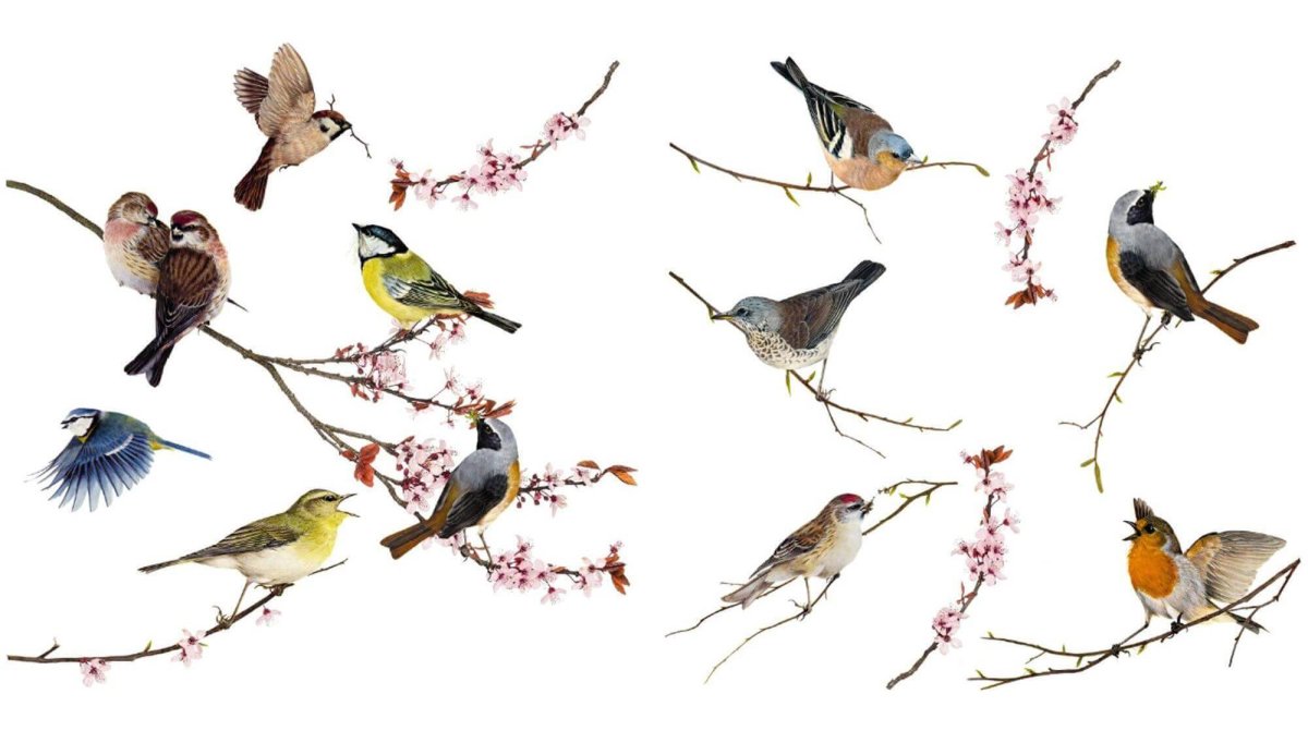 Много птиц на белом фоне