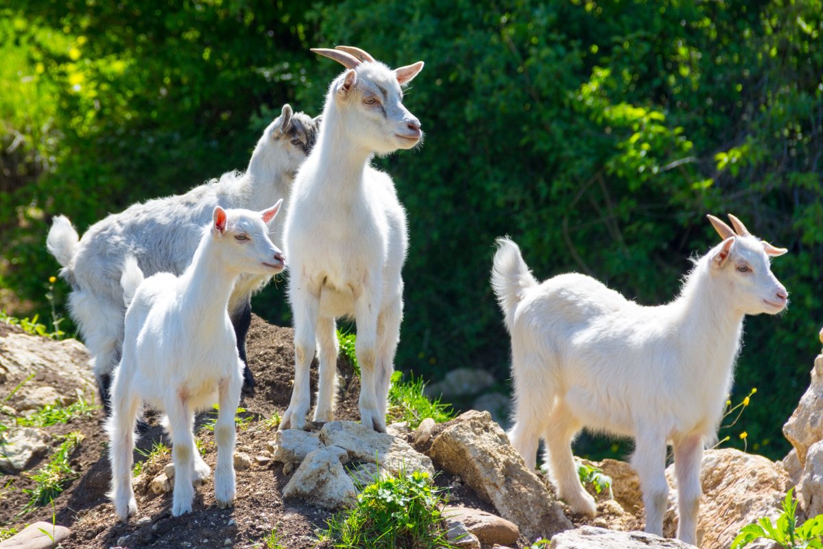 Художник Юрий Кушевский картины