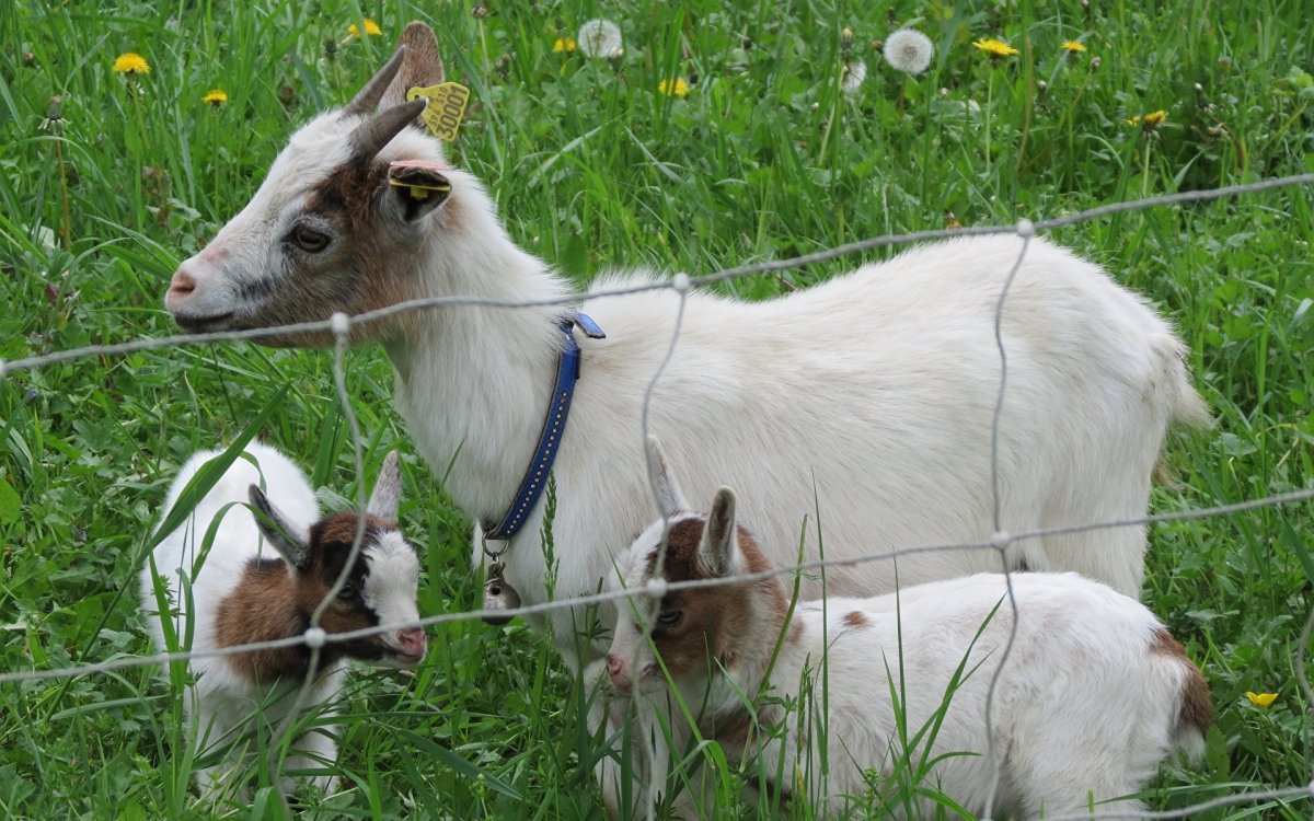 Козы и овцы в Греции