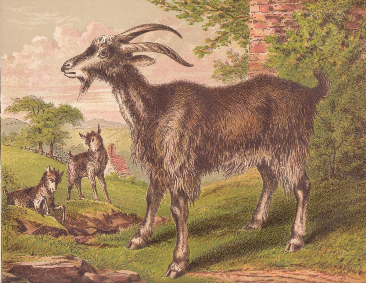 Сказочная рамка с волком и козлятами