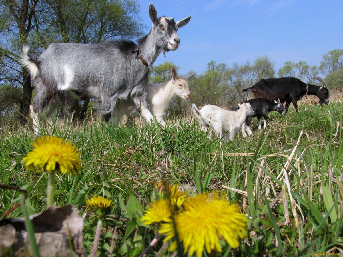 Козлятки и волк Ушинский