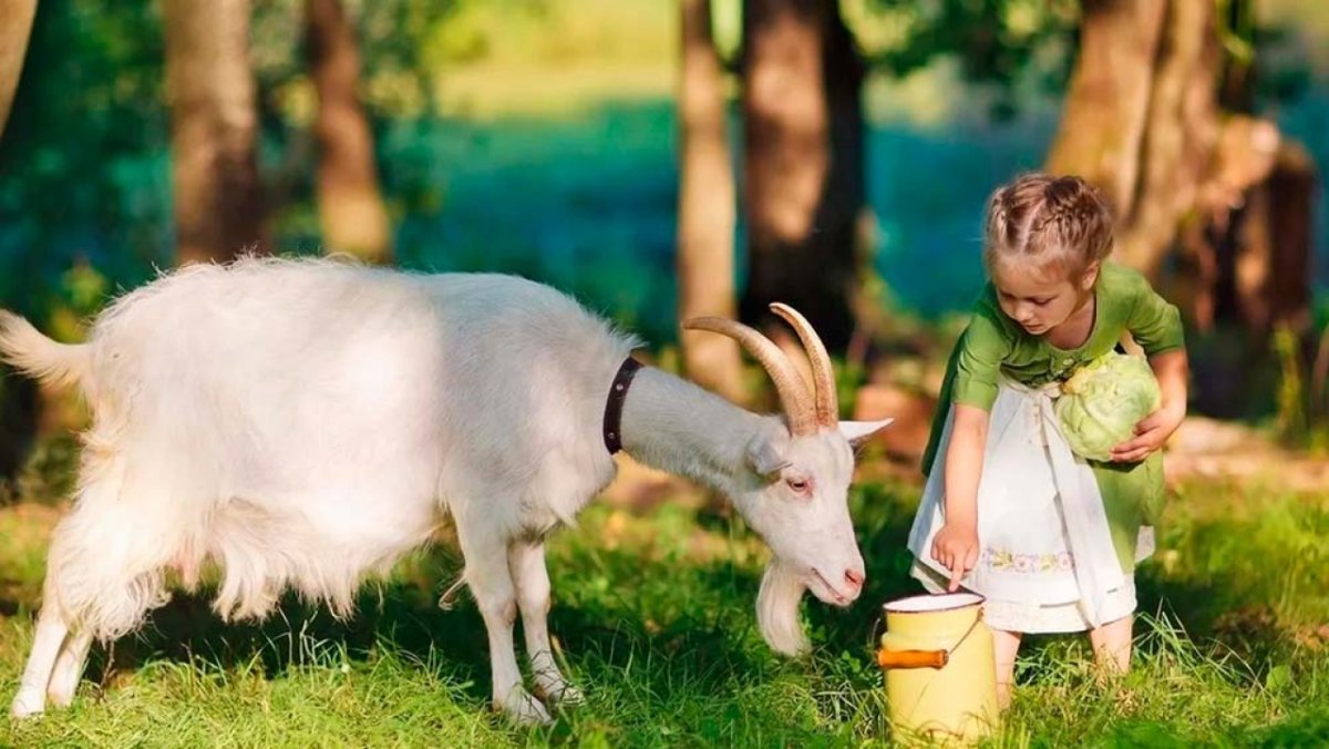 Козленок мультяшный на белом фоне