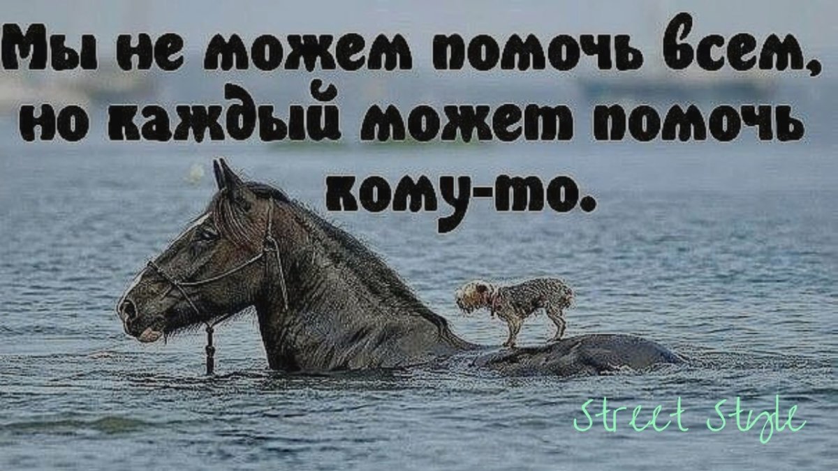 Мы не можем помочь всем но каждый может помочь