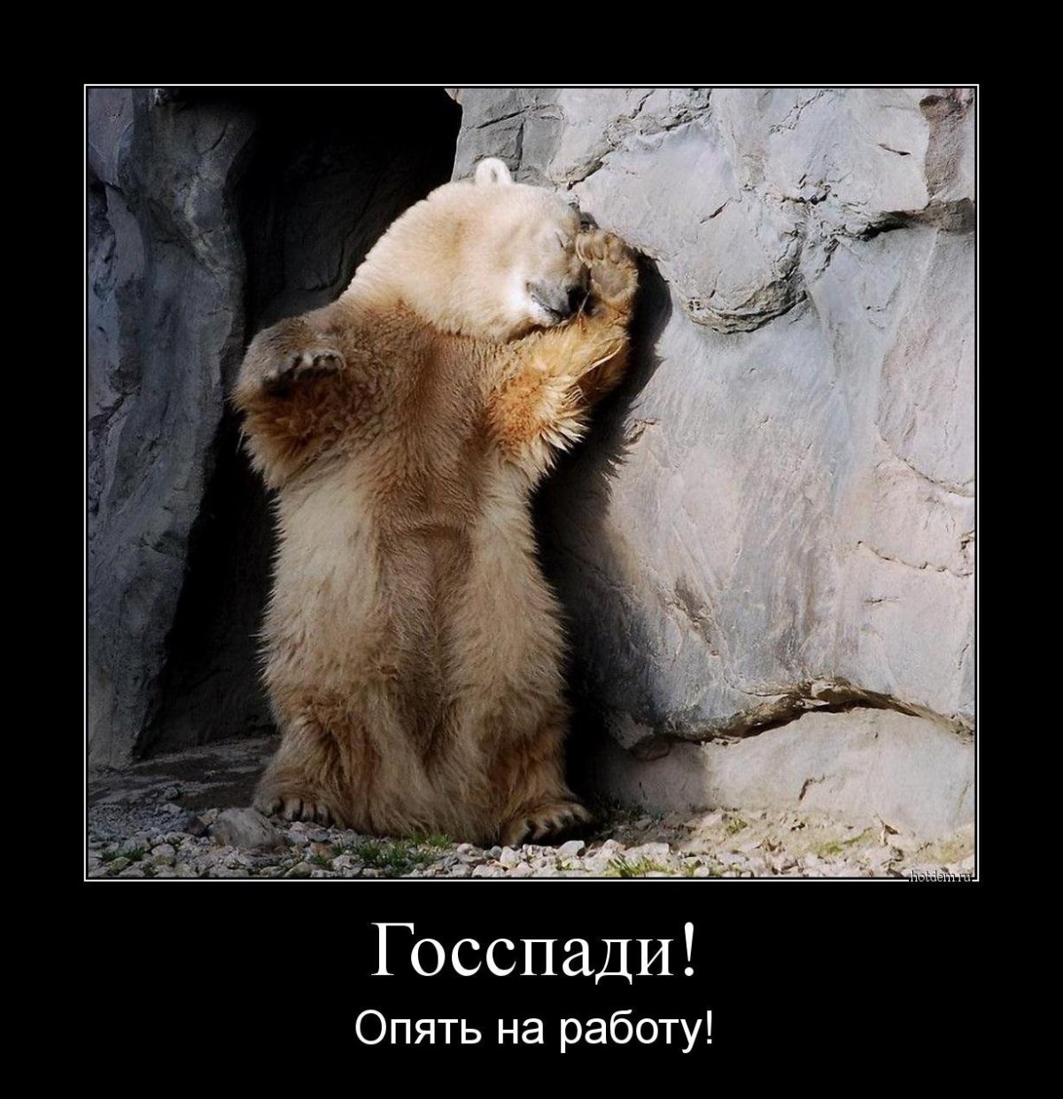 Доброе утро медведь