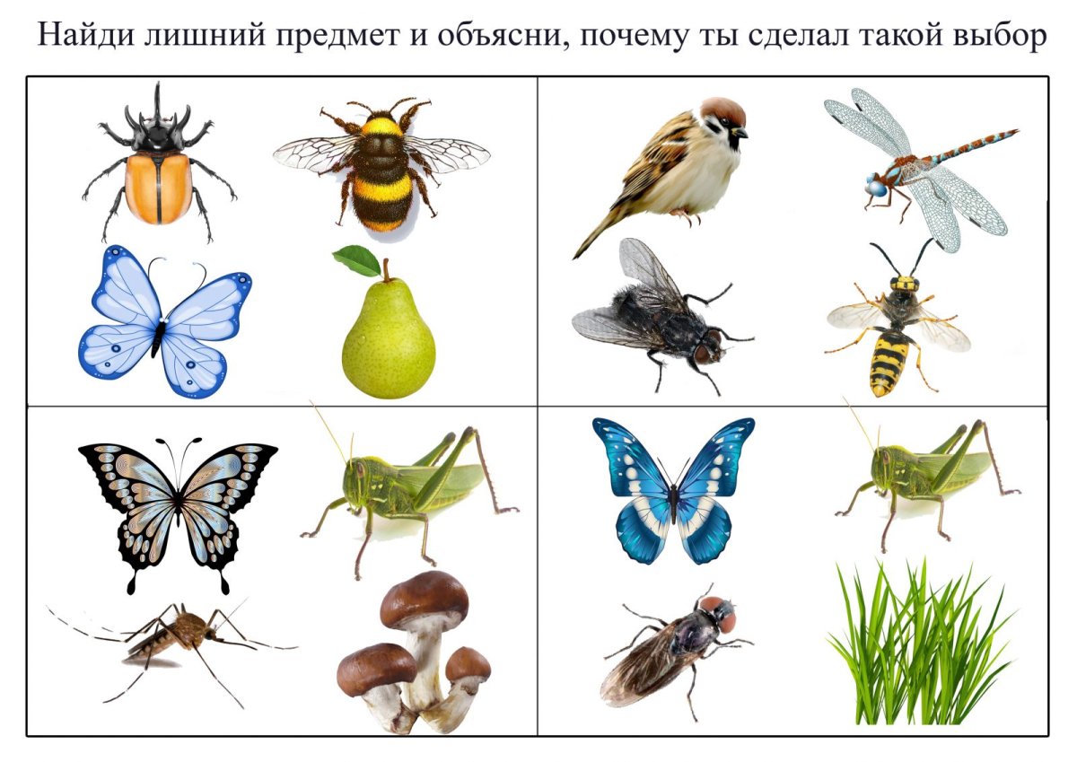 Игра четвертый лишний насекомые для детей 6-7 лет в картинках