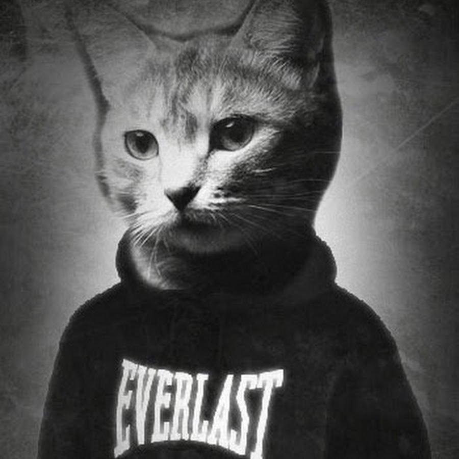 Кот в найке