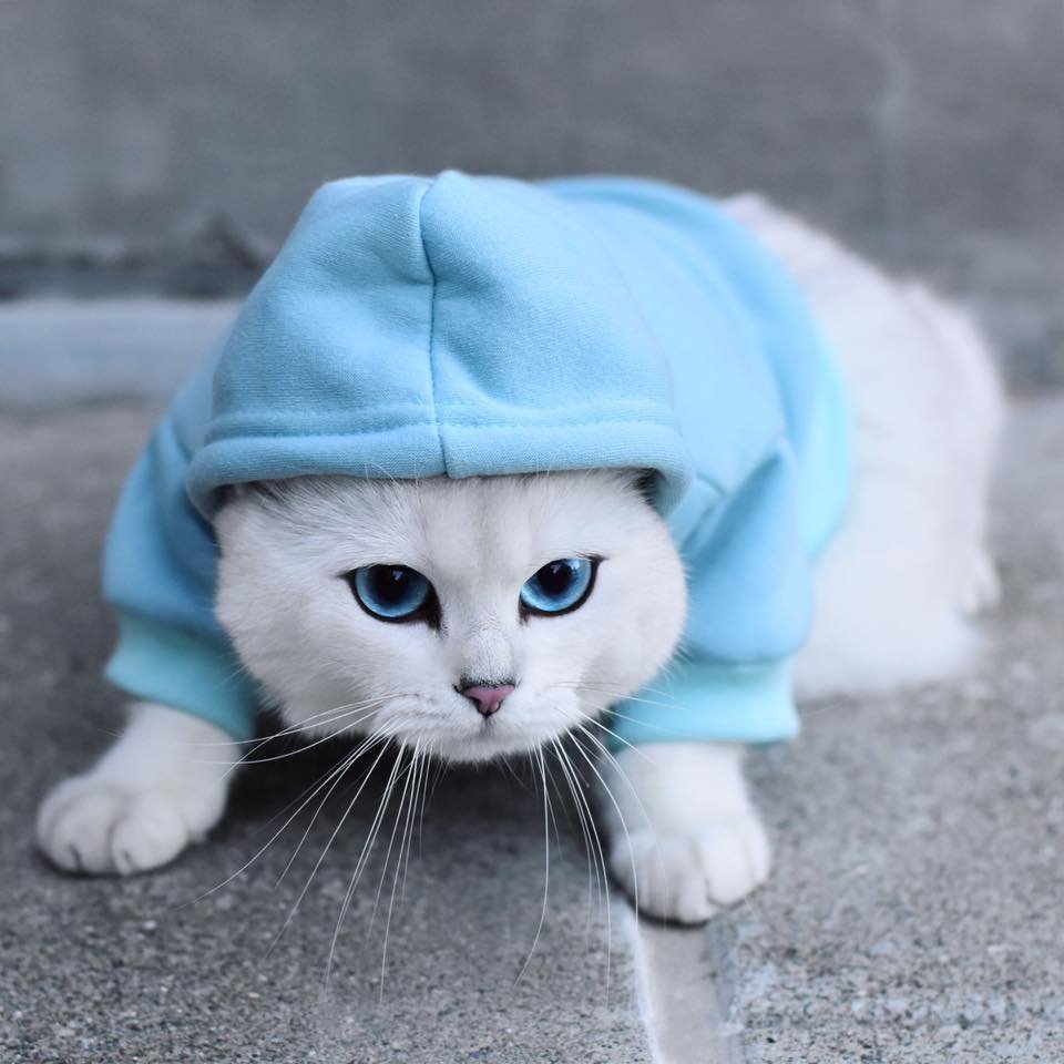 Кот в кепке