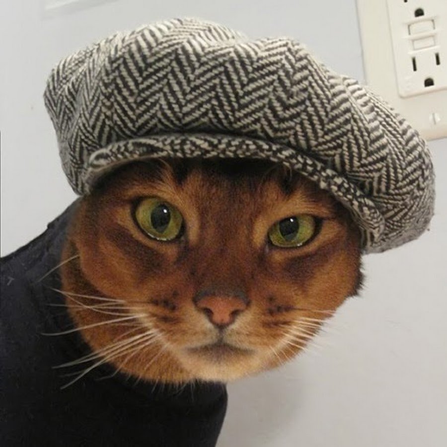 Лиса в новогодней шапке