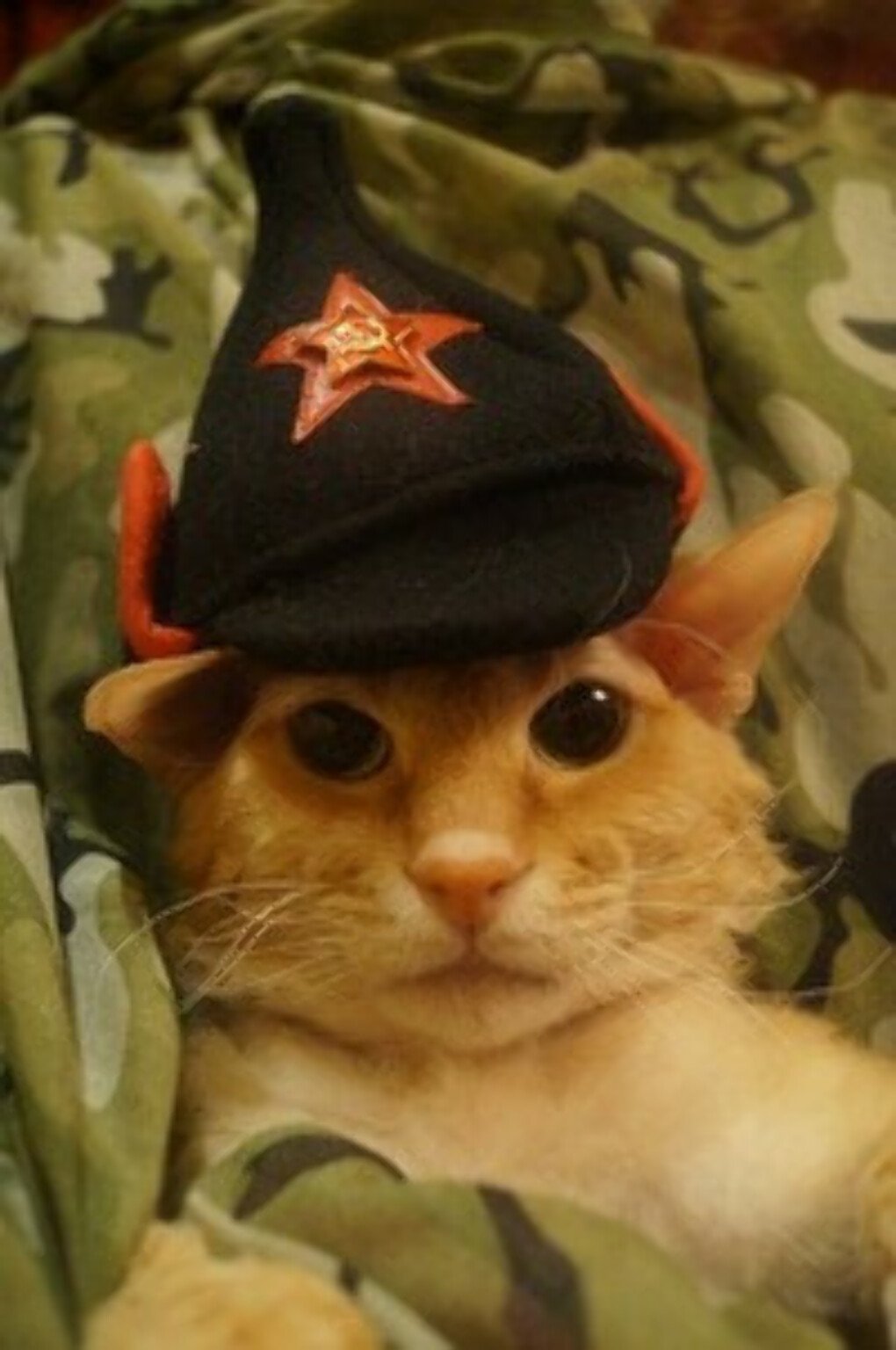 Котик в военной каске