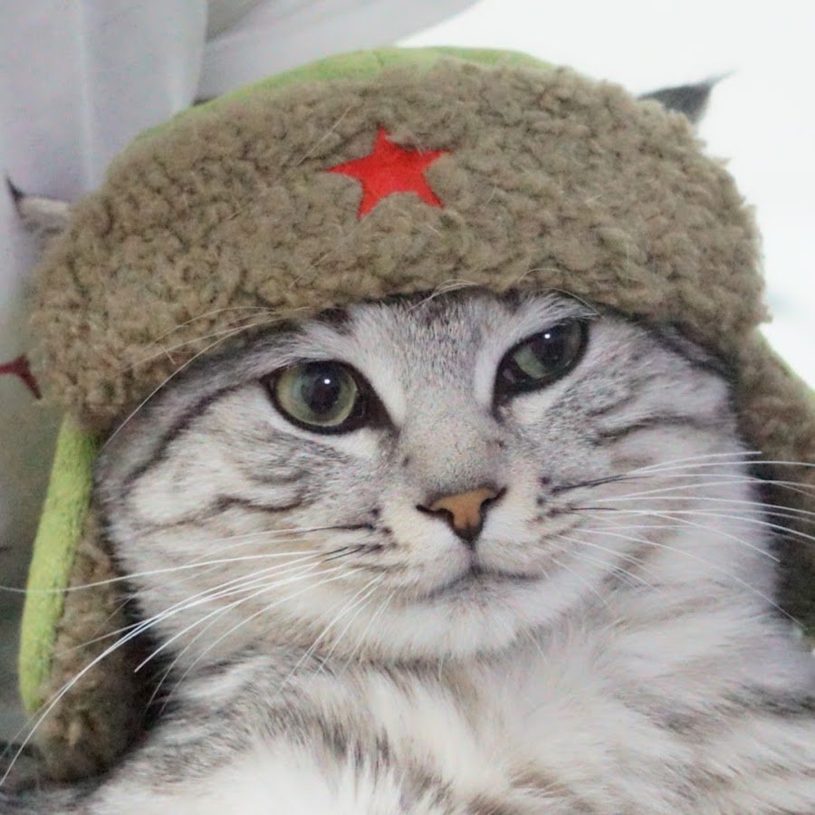 Кот военный