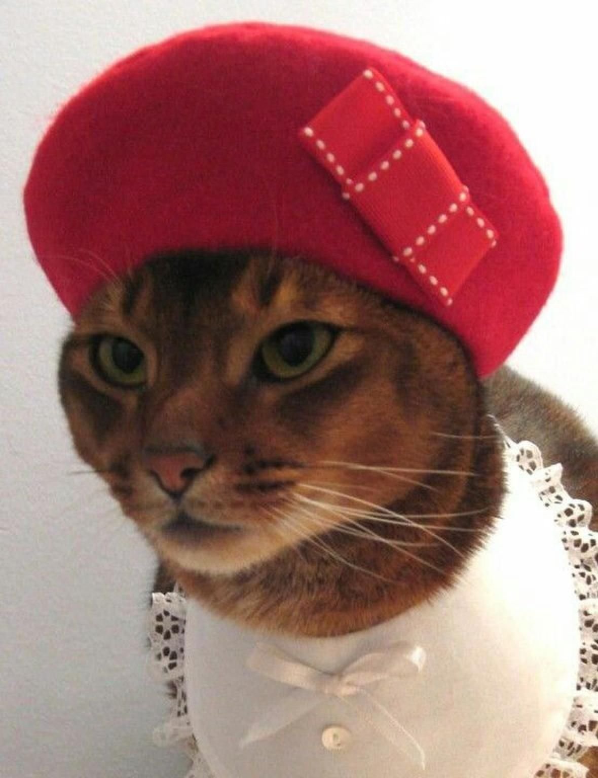 Наруто кошка