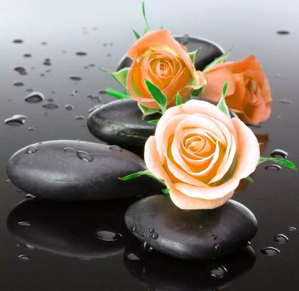 Фиолетовые розы