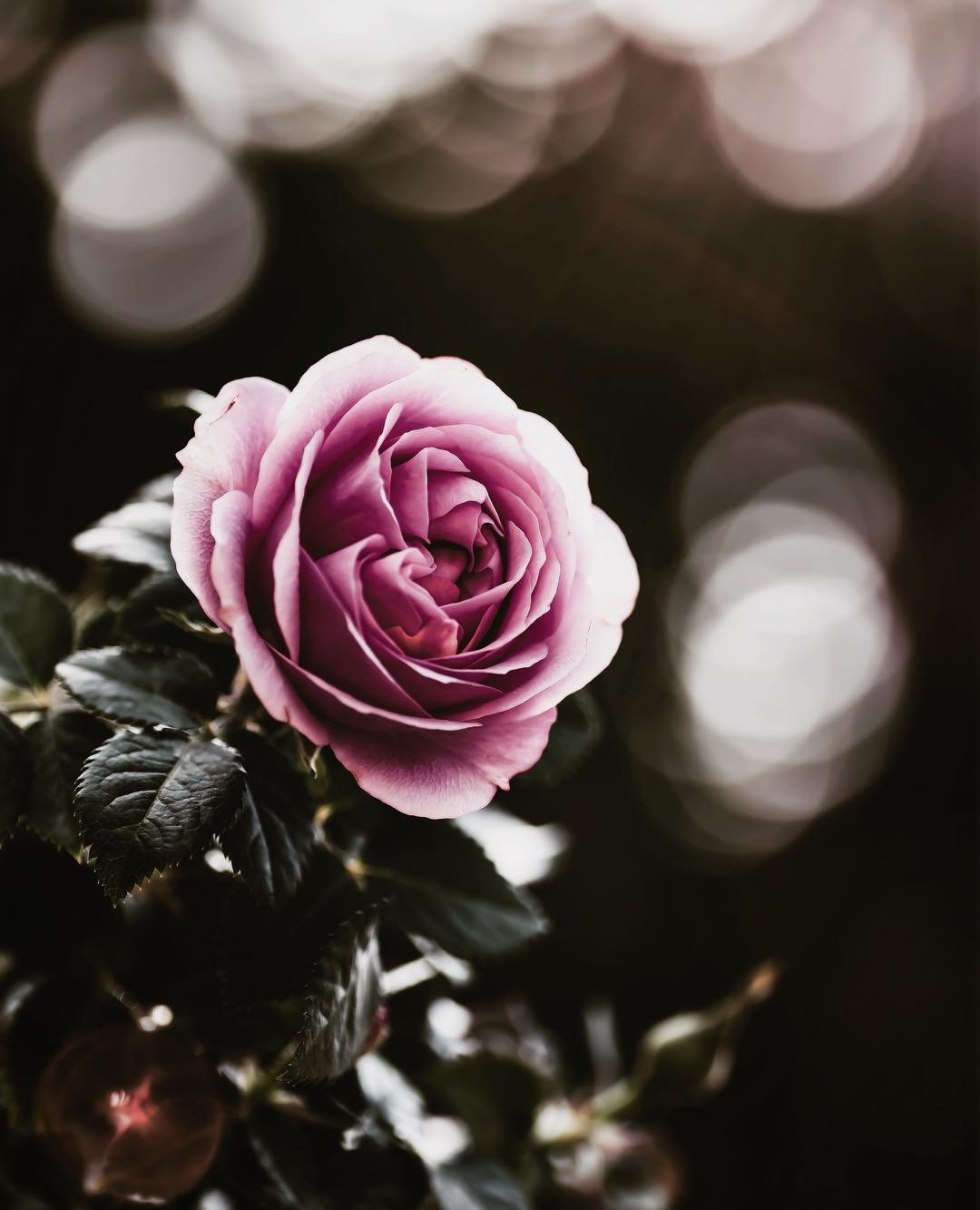 Цветочки для вацап