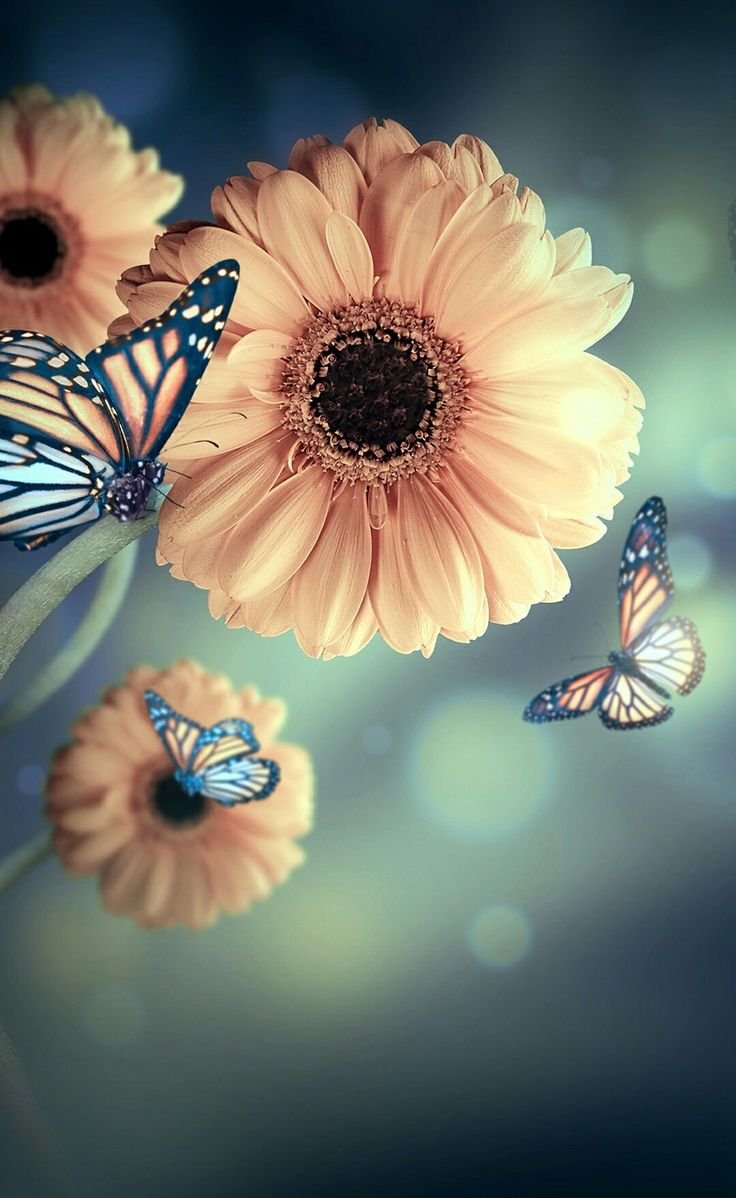 Картинки цветов на аватарку в ватсап