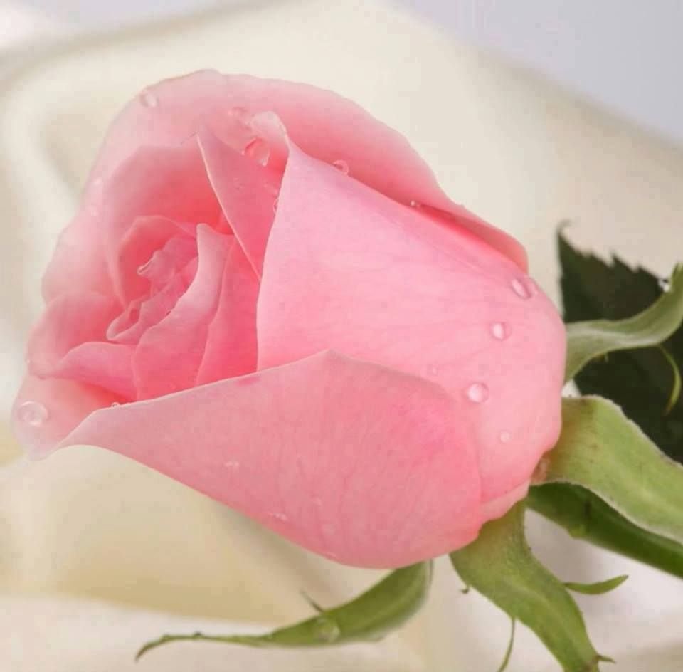 Спокойной благословенной ночи