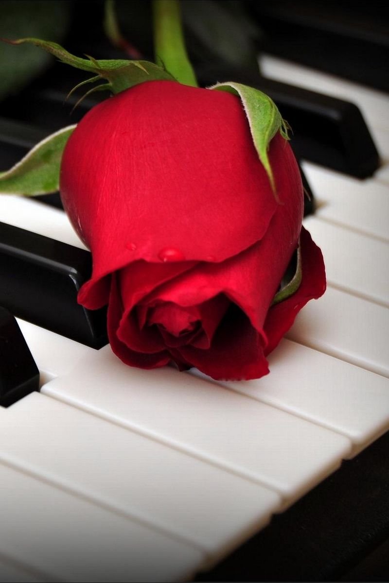 Красивые розы в руках