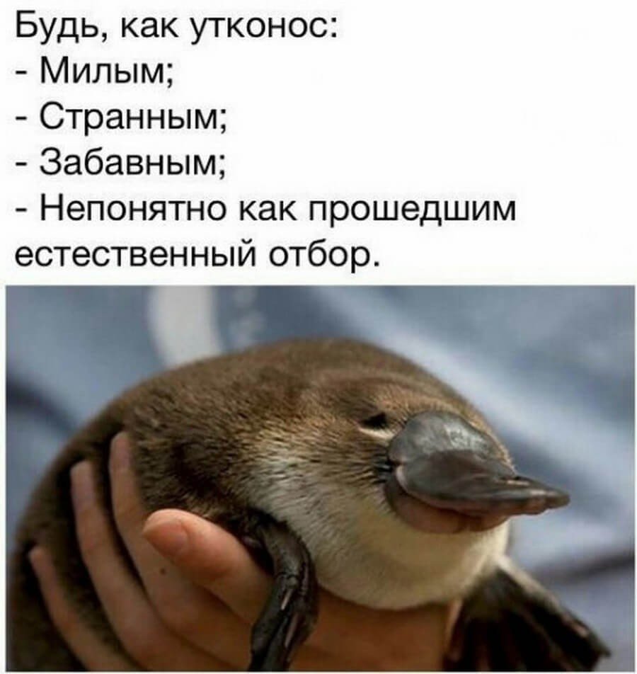 Оранжевый Утконос персонаж