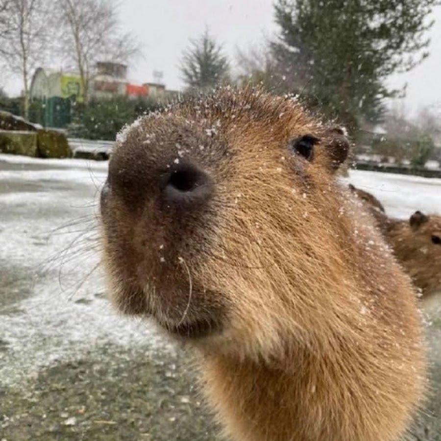 Капибара новый год