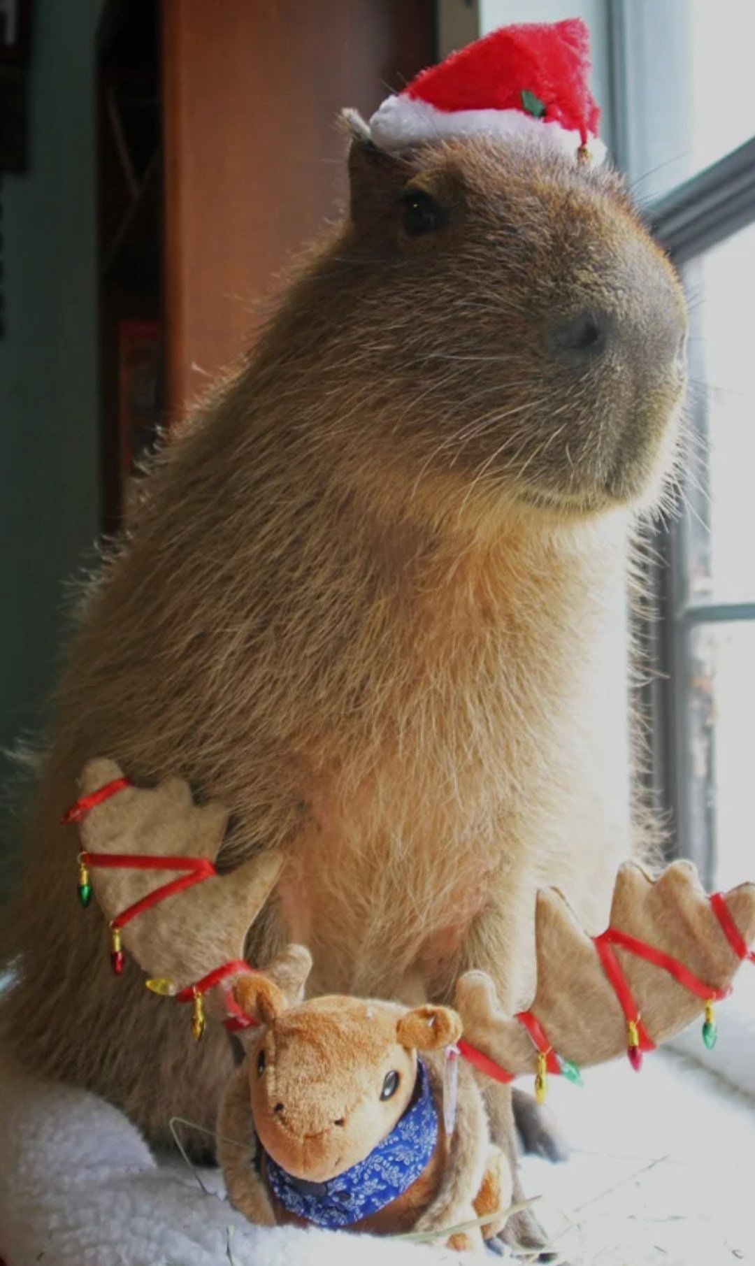 Рождественская капибара