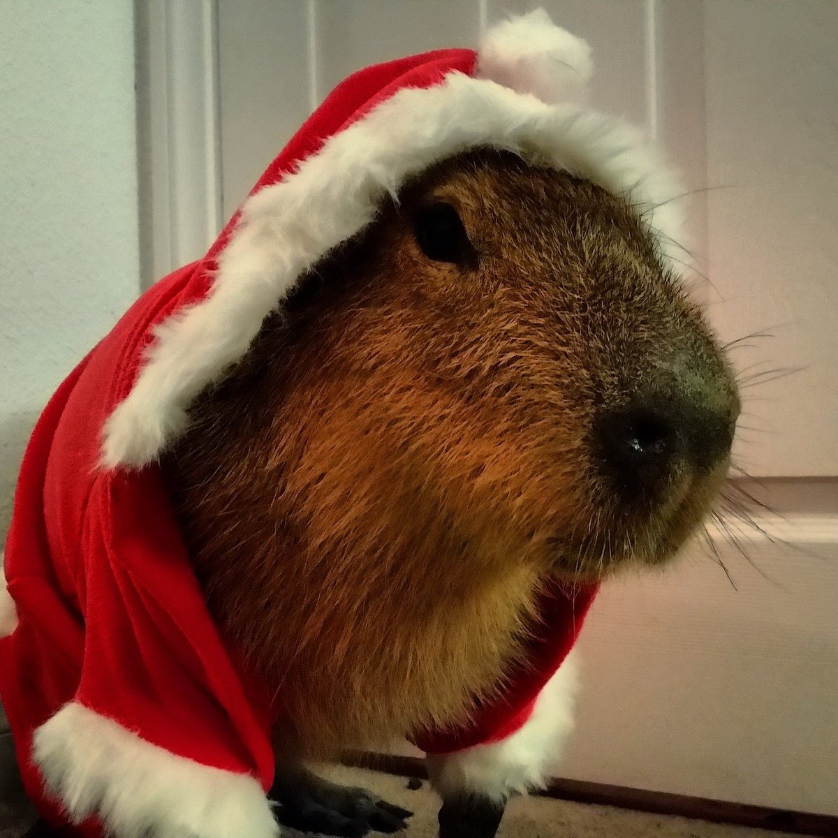 Капибара Санта