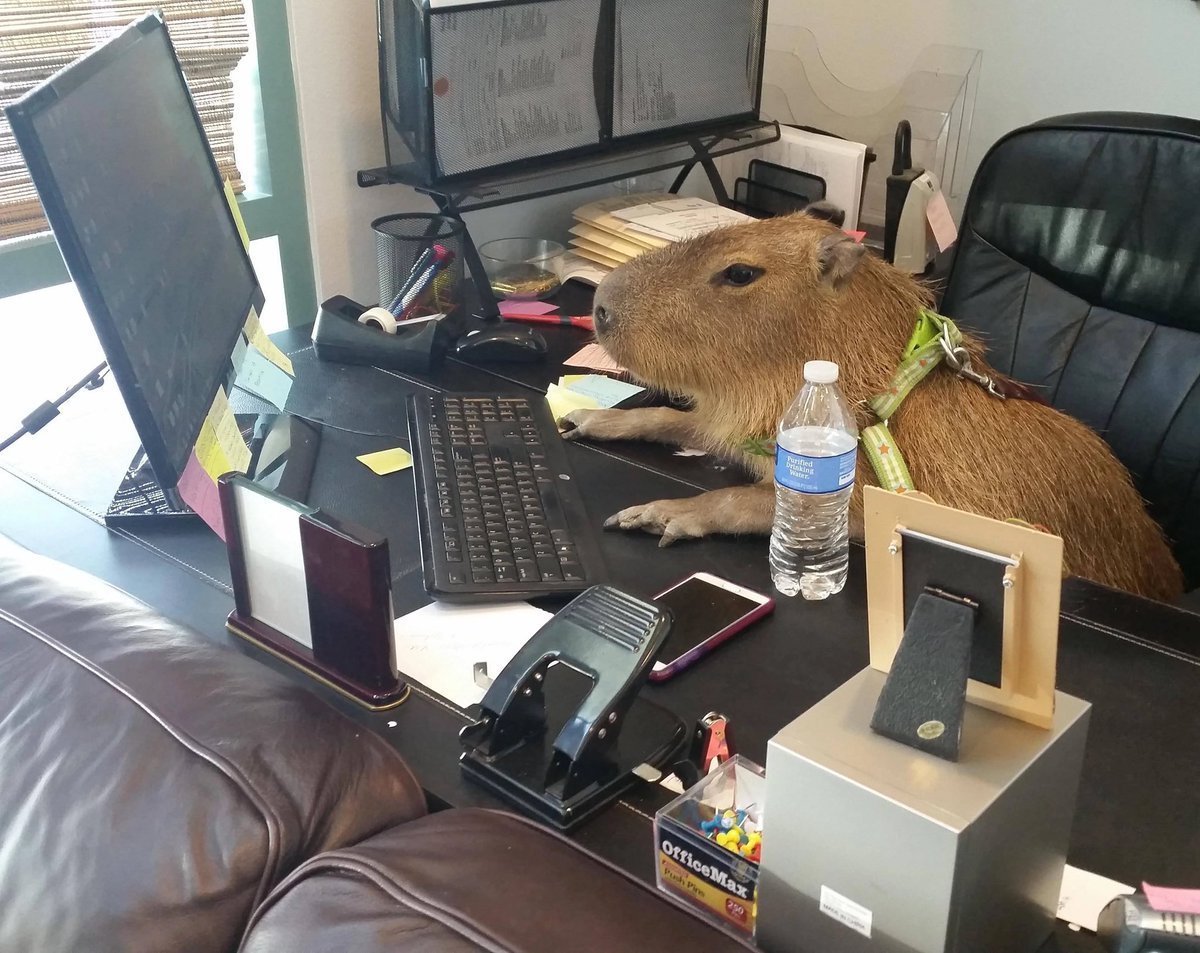 День капибары