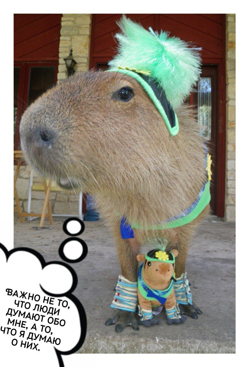 Прикольные капибары