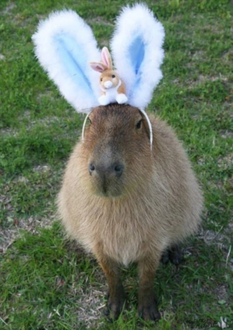 Капибара капибара Коконат Догги