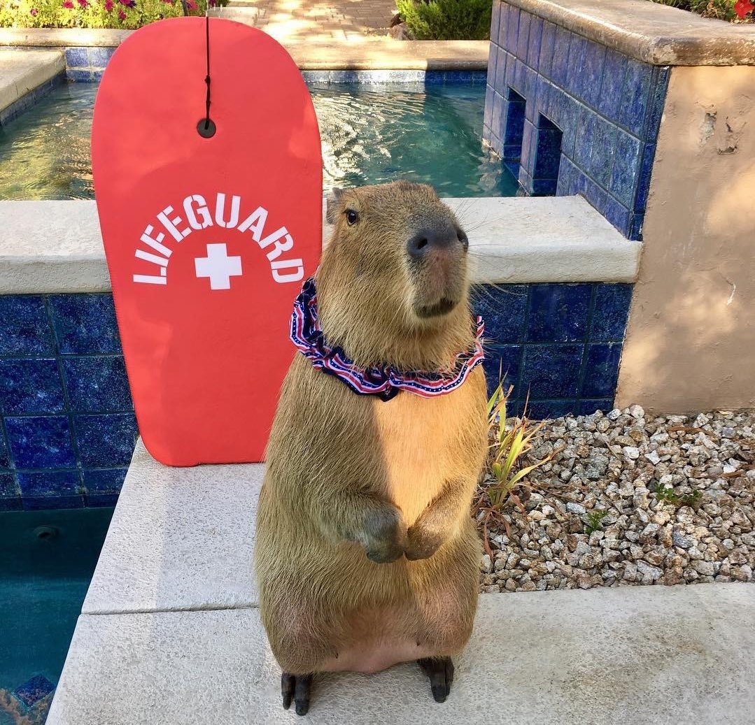 Капибара лапы