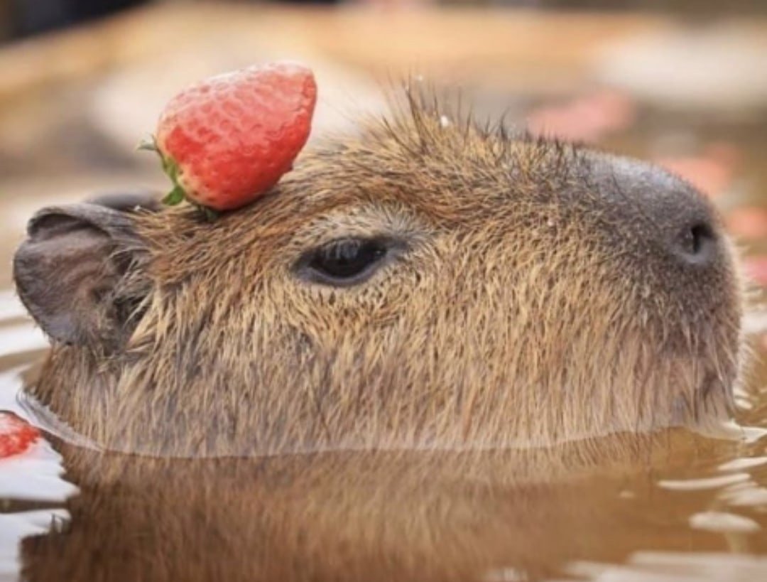 Капибара с апельсином