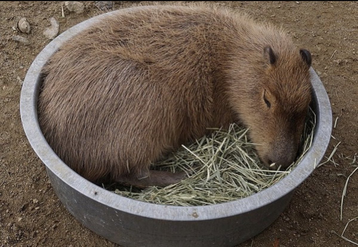 Капибара купается