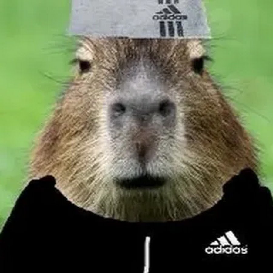 Капибара с арбузом