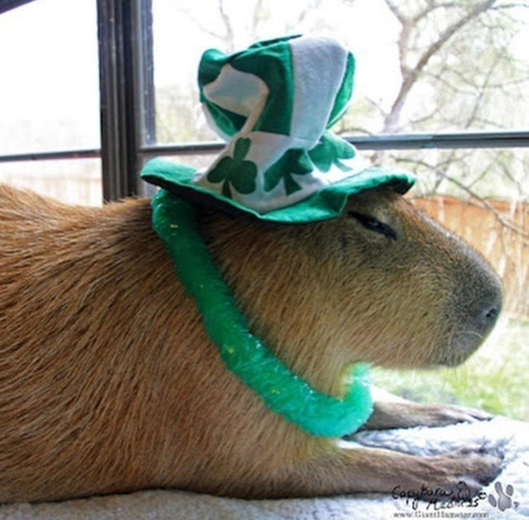 Капибарин и капибарыня