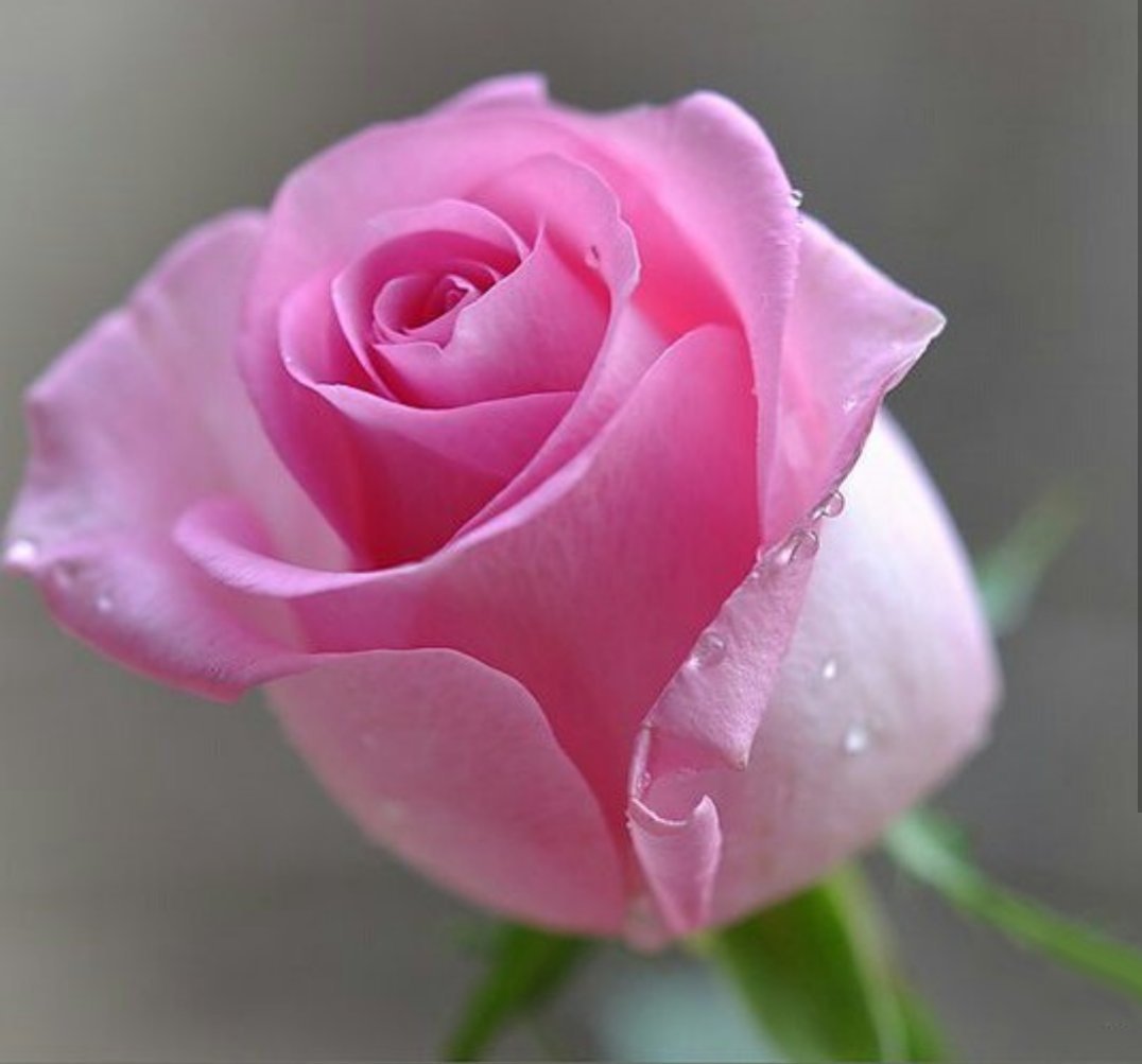 Портрет девушки