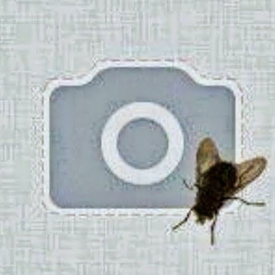 Аватар с мухой