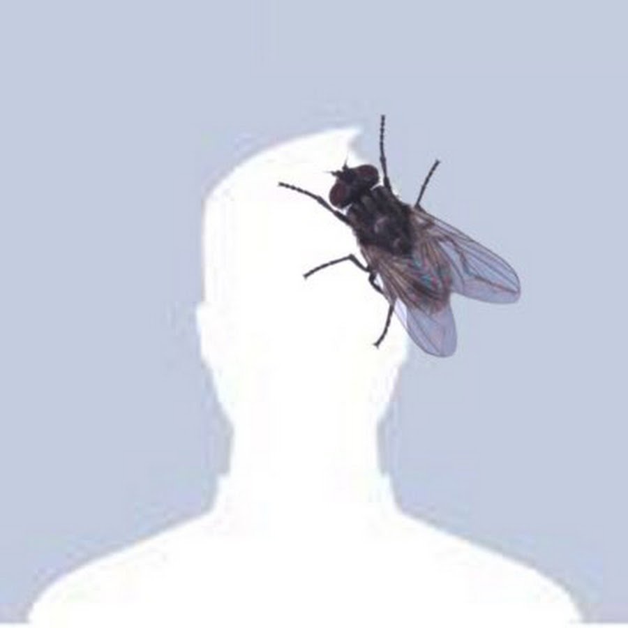 Аватарка с мухой