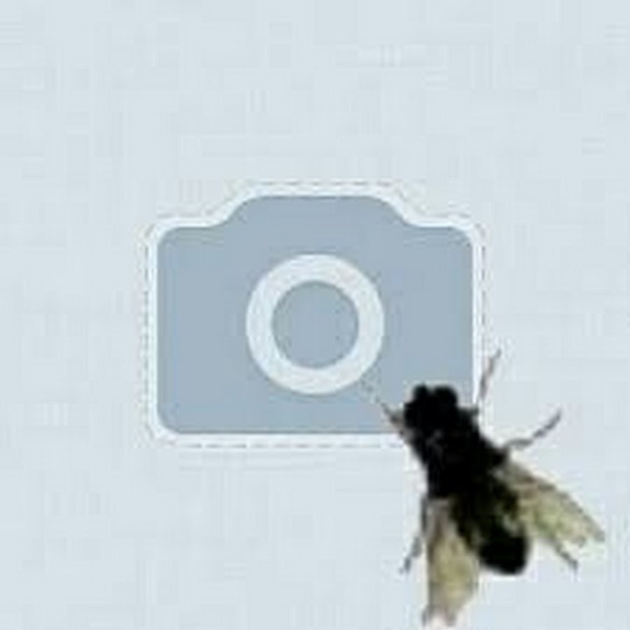 Муха на аву