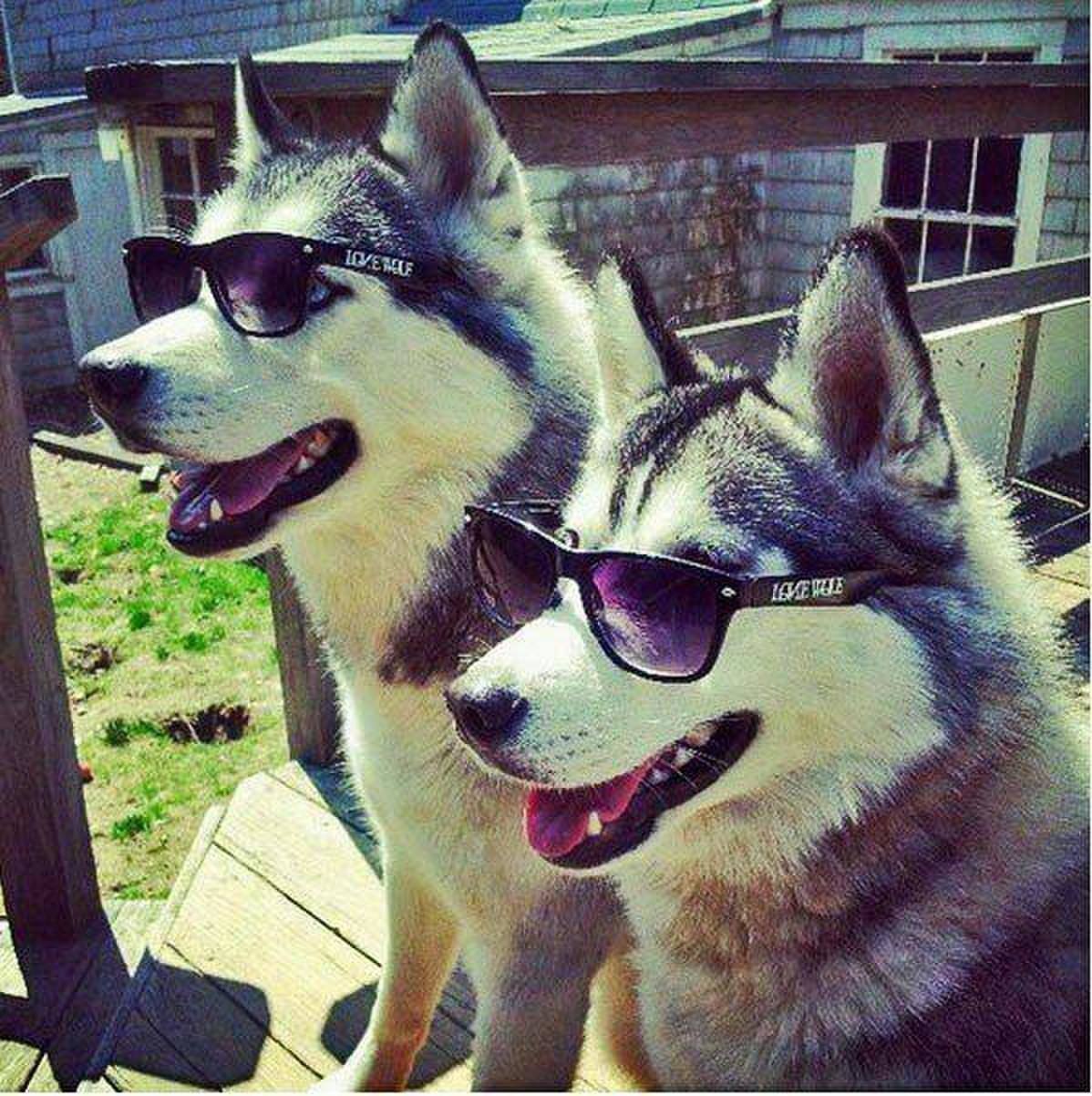 Вацап лайки. Хаски в очках. Хаски крутой. Крутой хаски в очках. Две собаки крутые.