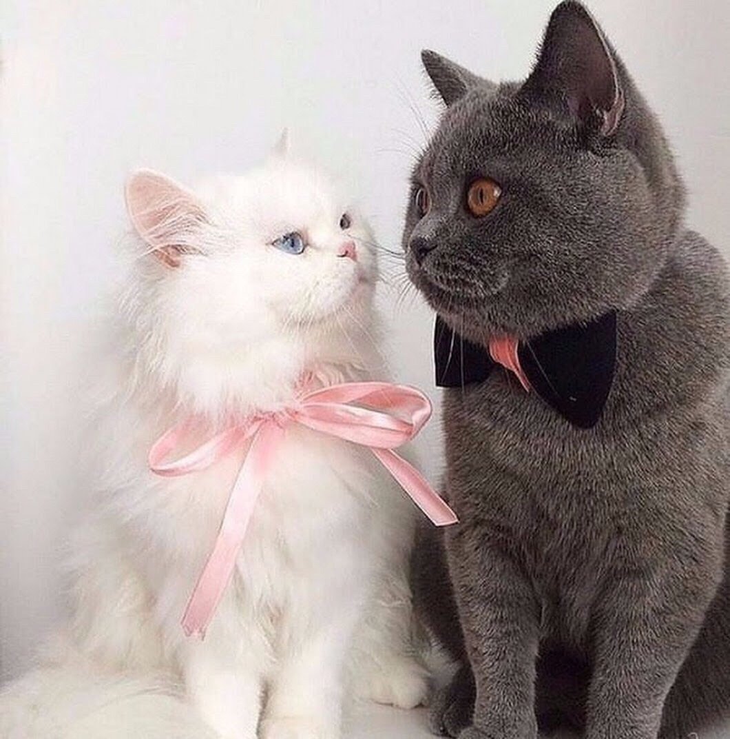 Парные авы котиков для вк