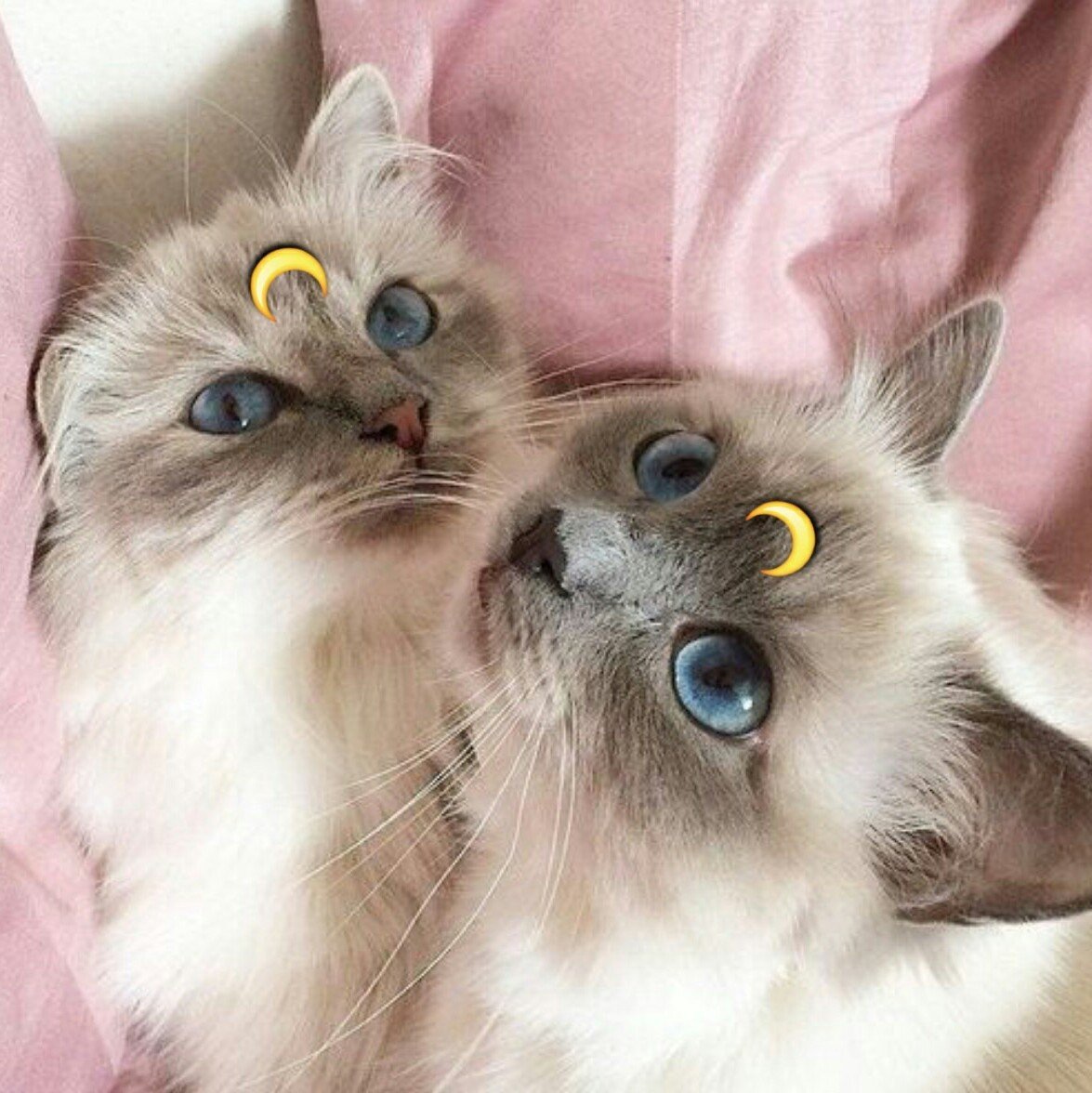 Парная аватарка с котиками