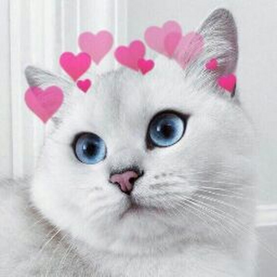 Котики для эстетики