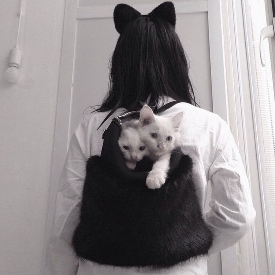 Кот Эстетика на аву