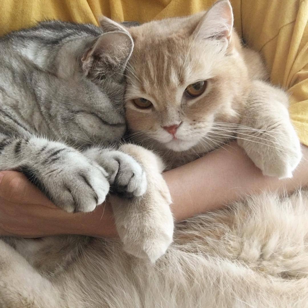 Парные котики