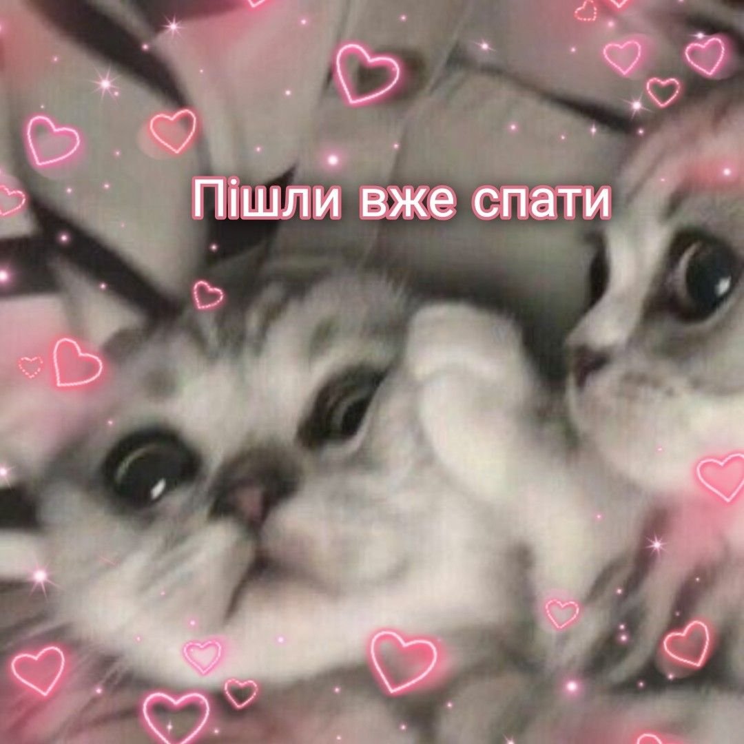 Белый и черный котики любовь