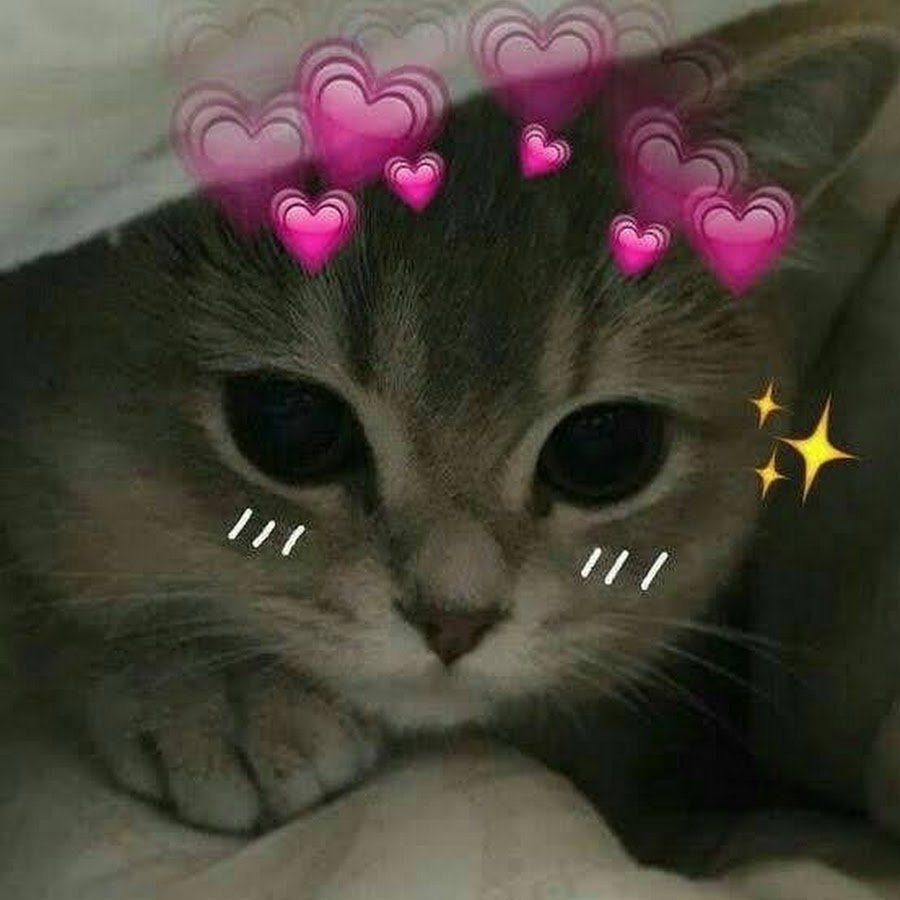 Милый котик Эстетика